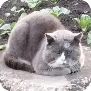 🐱 emoji Коты Telegram sticker 13 of 28