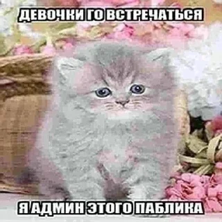 Sticker from Коты