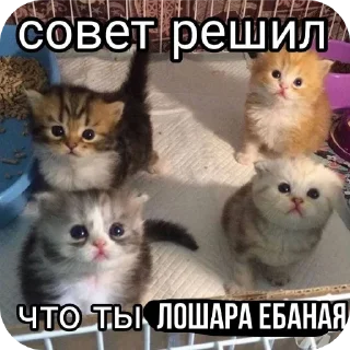 Sticker from Коты