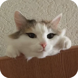 👍 emoji Коты Telegram sticker 12 of 28