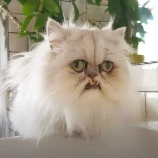 😒 emoji Коты Telegram sticker 1 of 28