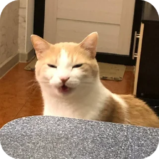🐱 emoji Коты Telegram sticker 14 of 28
