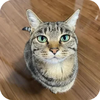 🐱 emoji Коты Telegram sticker 24 of 28