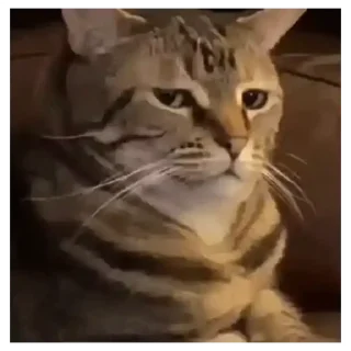 Sticker from Коты