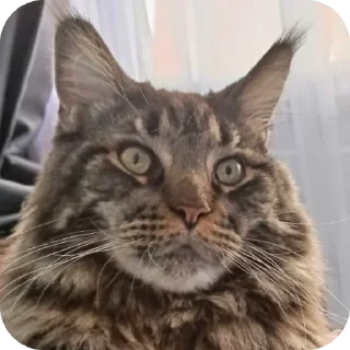 👍 emoji Коты Telegram sticker 19 of 28