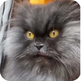 🐱 emoji Коты Telegram sticker 17 of 28
