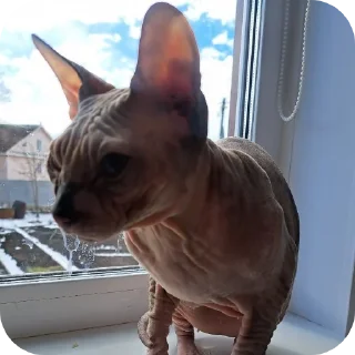 👍 emoji Коты Telegram sticker 9 of 28