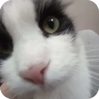 Sticker from Коты