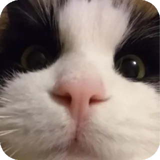 Sticker from Коты