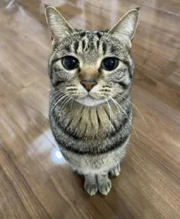 ❤️ emoji Коты Telegram sticker 3 of 28