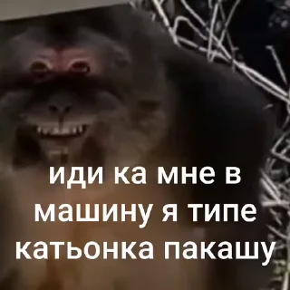 Sticker from Чифирок :: @QStickBot