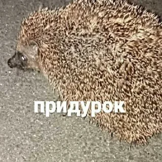 Sticker from ВЕТА ЁЖ АВТОР ➡️ @Ctikerubot