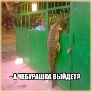 😎 emoji ВЕТА ЁЖ АВТОР ➡️ @Ctikerubot Telegram sticker 21 of 120