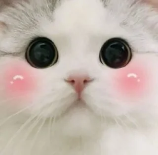 Sticker from Котики♡´･ᴗ･`♡✍️