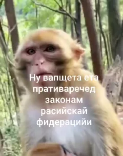 🌟 emoji Стикер пак пон Telegram sticker 13 of 115