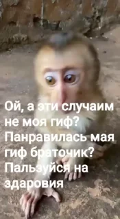 🌟 emoji Стикер пак пон Telegram sticker 4 of 115
