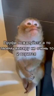 🌟 emoji Стикер пак пон Telegram sticker 3 of 115