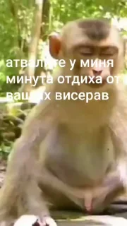 🌟 emoji Стикер пак пон Telegram sticker 14 of 115