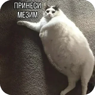Sticker from @STICKRULE <- БОЛЬШЕ
