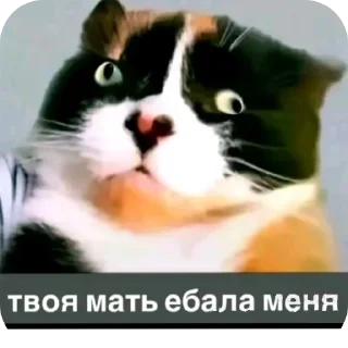 🐱 emoji Свинтус аэаэа @MoiStikiBot Telegram sticker 20 of 21