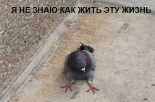 🕊 emoji lolmemes2 Telegram sticker 24 of 59