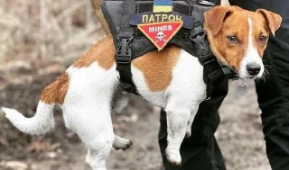 🌟 emoji ХТО КРУТІШИЙ ЗА АЙФОН??? Telegram sticker 17 of 20