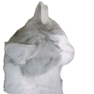 Sticker from Хуй хуй
