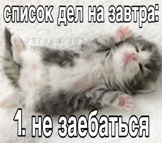 Sticker from нитта, ты що творишь
