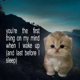 Sticker from Cats aww