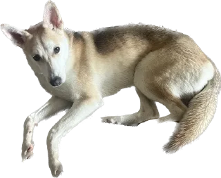 Sticker from Шанти