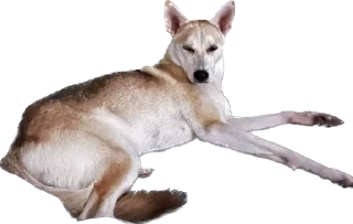 Sticker from Шанти