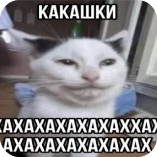 🐱 emoji курочкакакакака👶🏻 Telegram sticker 17 of 23