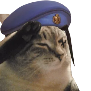 👵 emoji overwatch_cats_by_hella-saiko Telegram sticker 1 of 8