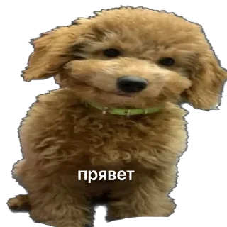 Sticker from Тимоха балбес