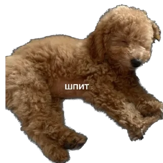 Sticker from Тимоха балбес