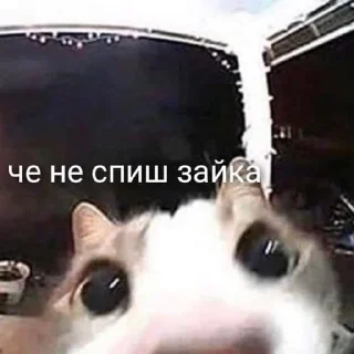 Sticker from я негр