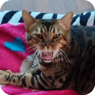 🐱 emoji никита среднячок Telegram sticker 1 of 47