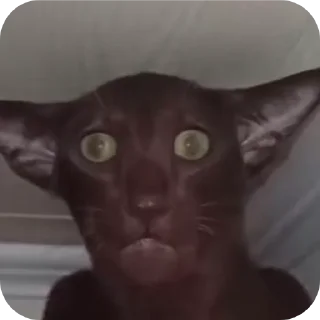 🐱 emoji никита среднячок Telegram sticker 10 of 47