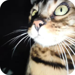 🐱 emoji никита среднячок Telegram sticker 15 of 47