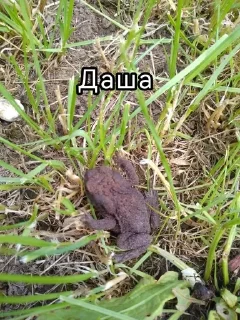 Sticker from лапочки