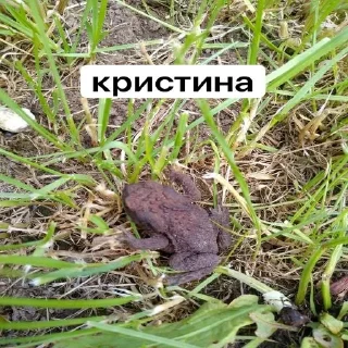 Sticker from лапочки