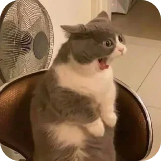 🐱 emoji ... Telegram sticker 2 of 117