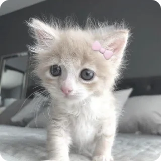 ☁️ emoji котики by adli🎀 Telegram sticker 11 of 63
