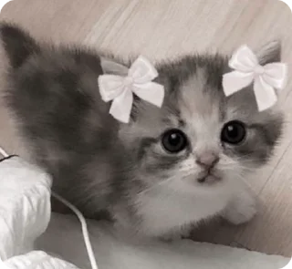 ☺️ emoji котики by adli🎀 Telegram sticker 18 of 63