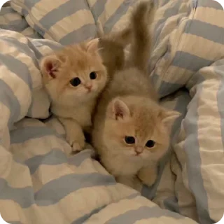 😮‍💨 emoji котики by adli🎀 Telegram sticker 19 of 63