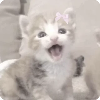 😮 emoji котики by adli🎀 Telegram sticker 12 of 63