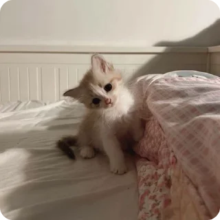 🫣 emoji котики by adli🎀 Telegram sticker 13 of 63