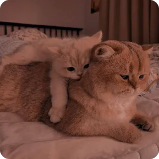 🛌 emoji котики by adli🎀 Telegram sticker 8 of 63