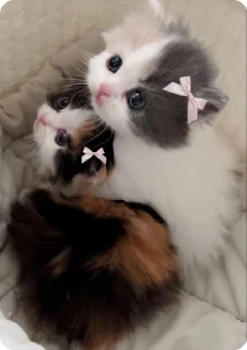 💥 emoji котики by adli🎀 Telegram sticker 14 of 63