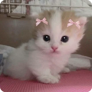 🎀 emoji котики by adli🎀 Telegram sticker 6 of 63